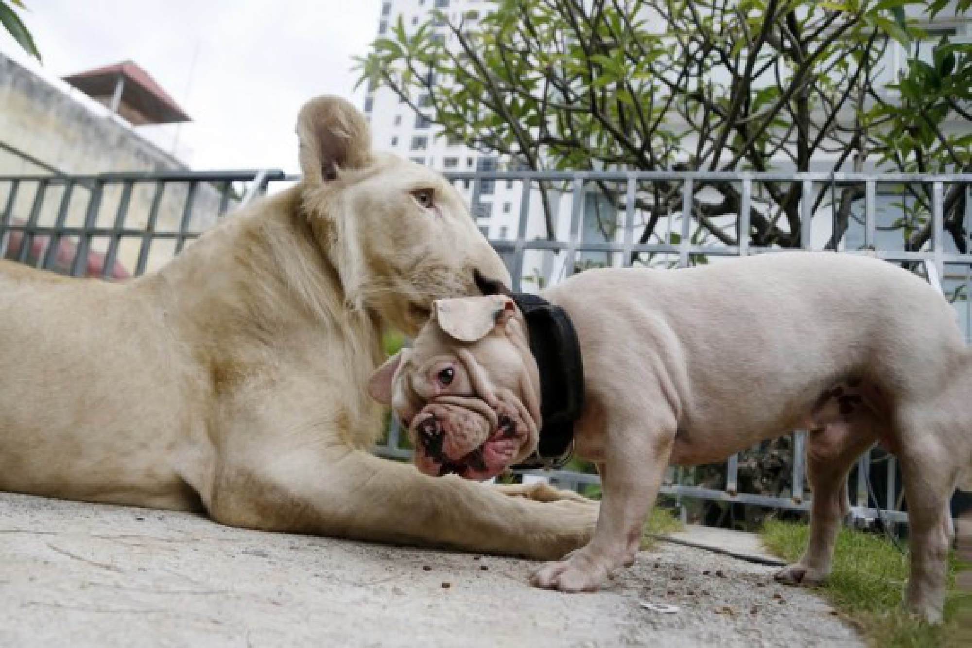The lion plays with a dog at home in Phnom Penh, Cambodia on July 5, 2021.