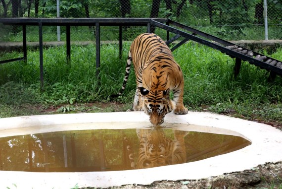 A Royal Bengal tiger drinks water at the Van Vihar National Park in Bhopal, the capital city of India's Madhya Pradesh state, July 28, 2021. 