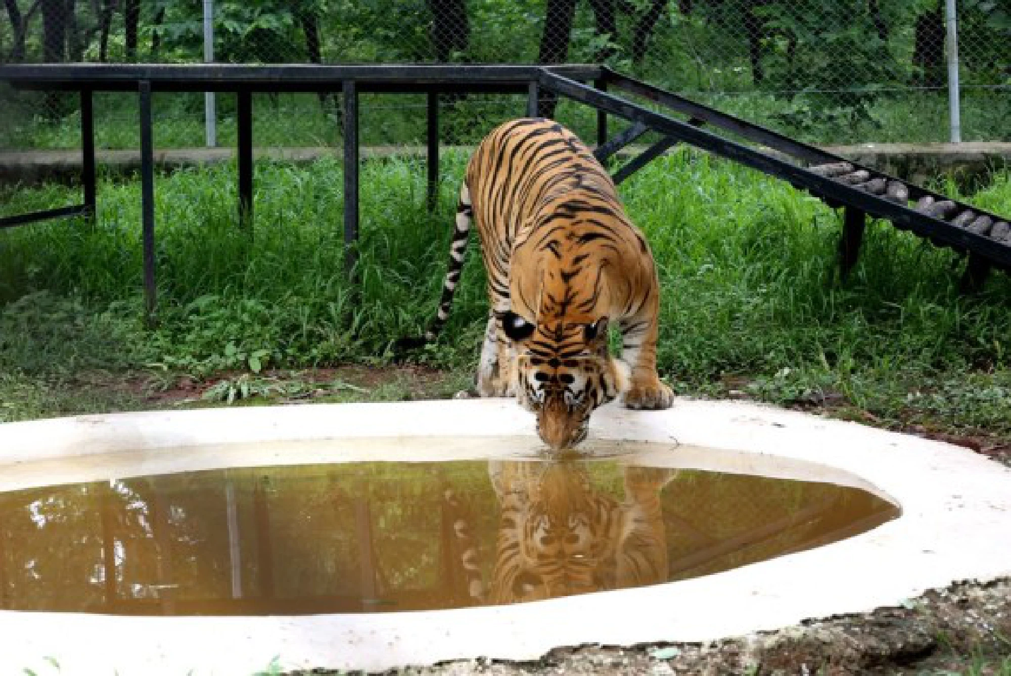 A Royal Bengal tiger drinks water at the Van Vihar National Park in Bhopal, the capital city of India's Madhya Pradesh state, July 28, 2021. 