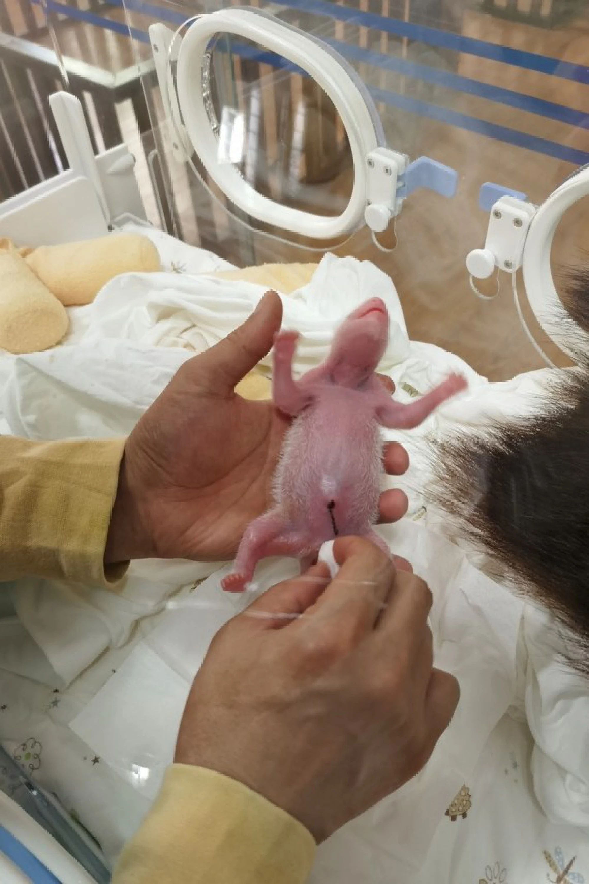 Photo taken on July 17, 2021 shows the second cub of giant Panda "Su Shan" at Shenshuping base of China Conservation and Research Center for the Giant Panda in Wolong National Nature Reserve, southwest China's Sichuan Province.