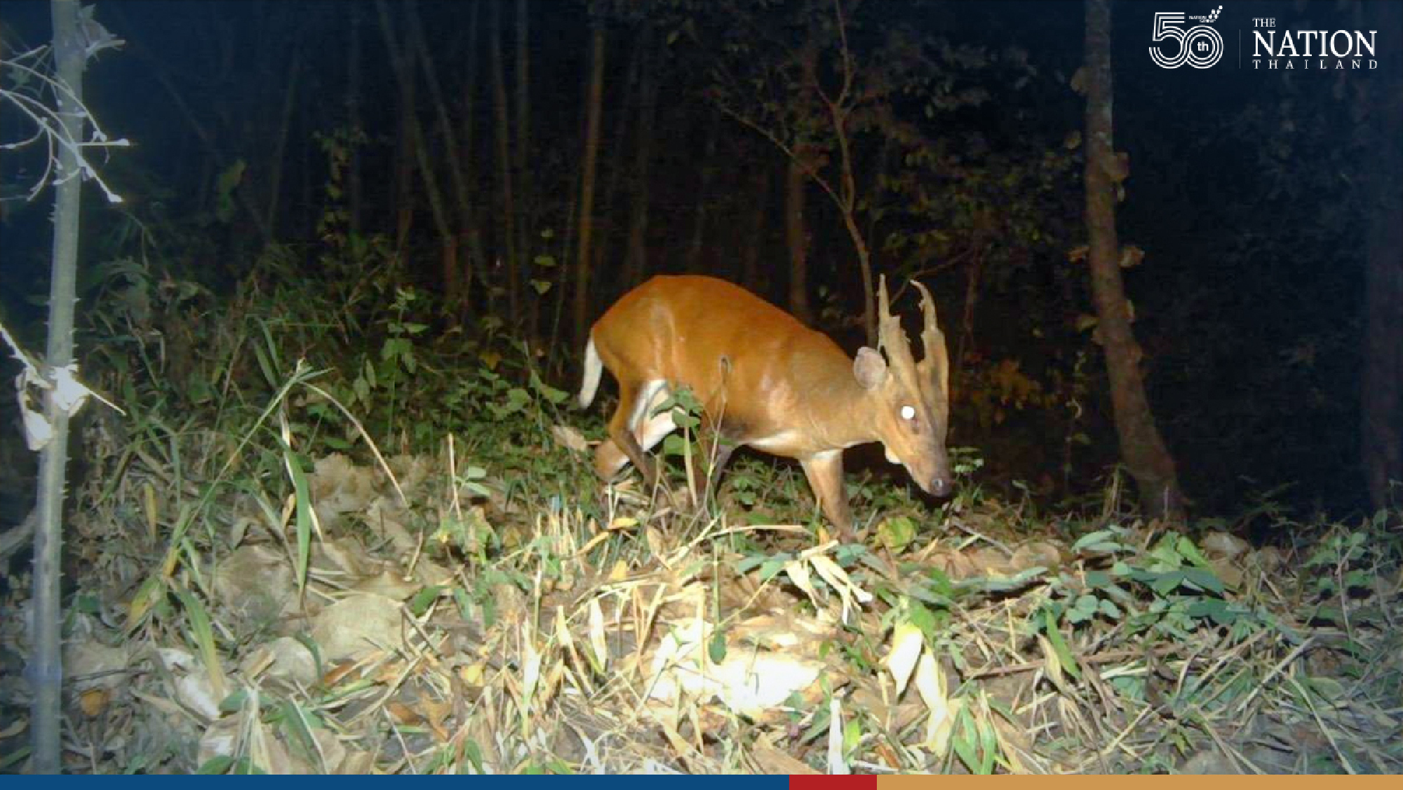 Camera traps prove national parks in west of Thailand thriving