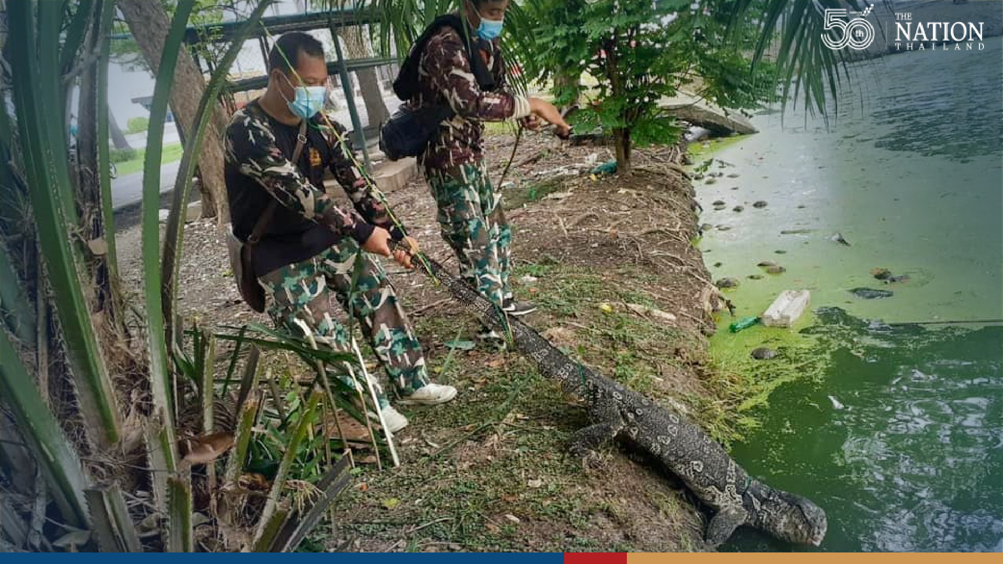 State officials catch 52 monitor lizards at two universities