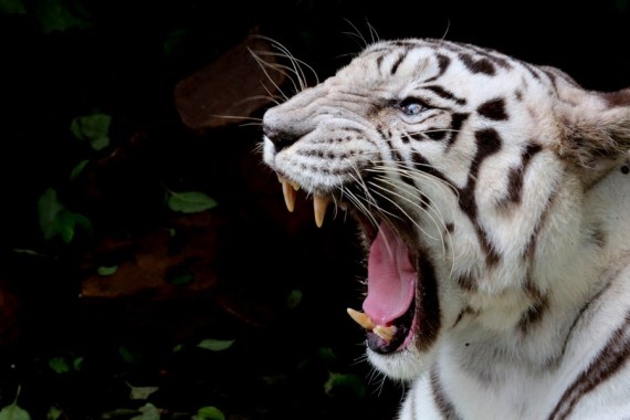 A white tiger is seen at the Van Vihar National Park in Bhopal, the capital city of India's Madhya Pradesh state, July 28, 2021