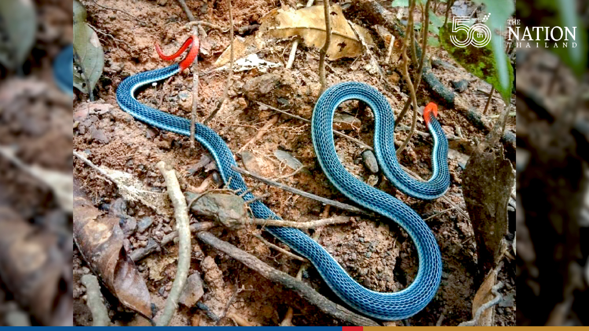 Photo Credit: Department of National Parks, Wildlife and Plant Conservation