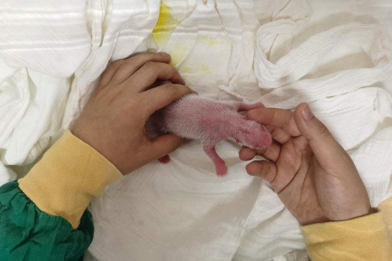 Photo taken on July 17, 2021 shows the second cub of giant Panda "Zhen Zhen" at Shenshuping base of China Conservation and Research Center for the Giant Panda in Wolong National Nature Reserve, southwest China's Sichuan Province.