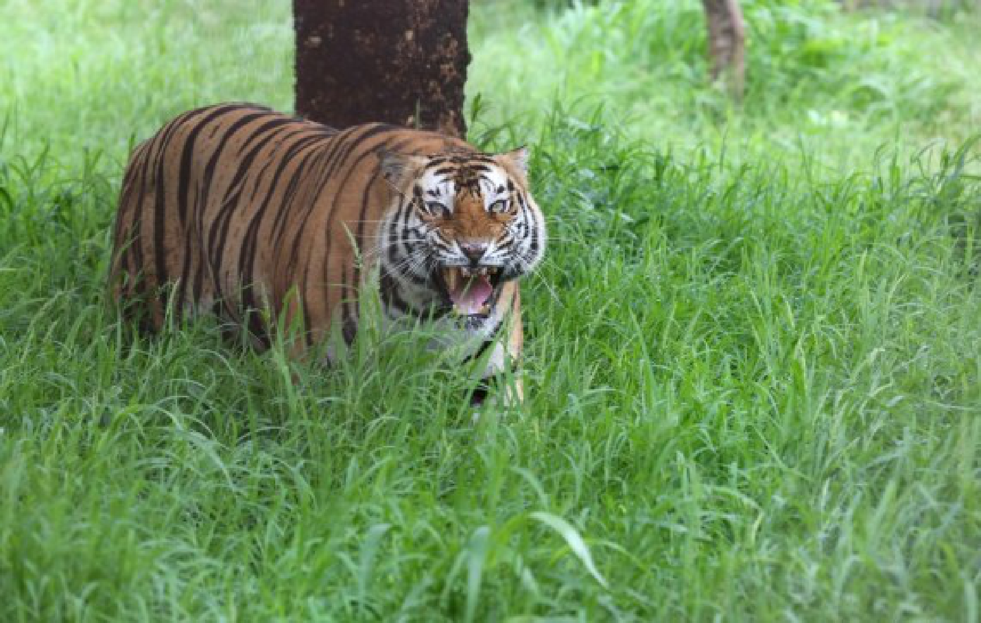 A Royal Bengal tiger 