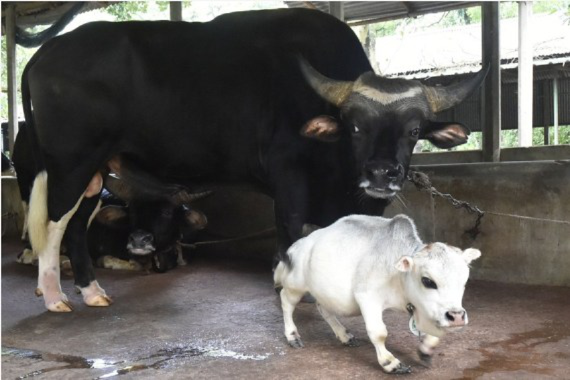 Photo shows a dwarf cow called Rani (front) at a farm in Savar on the outskirts of Dhaka, Bangladesh,