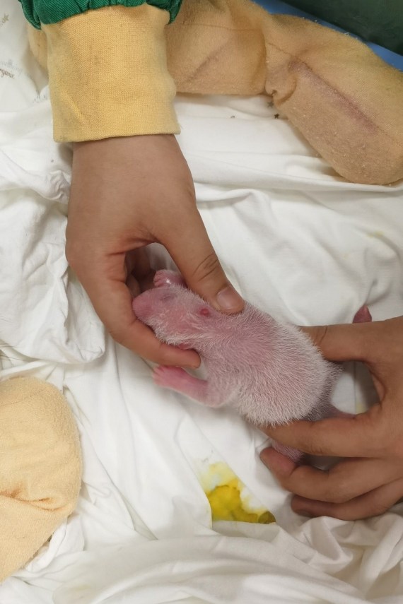 Photo taken on July 17, 2021 shows the second cub of giant Panda "Su Shan" at Shenshuping base of China Conservation and Research Center for the Giant Panda in Wolong National Nature Reserve, southwest China's Sichuan Province.