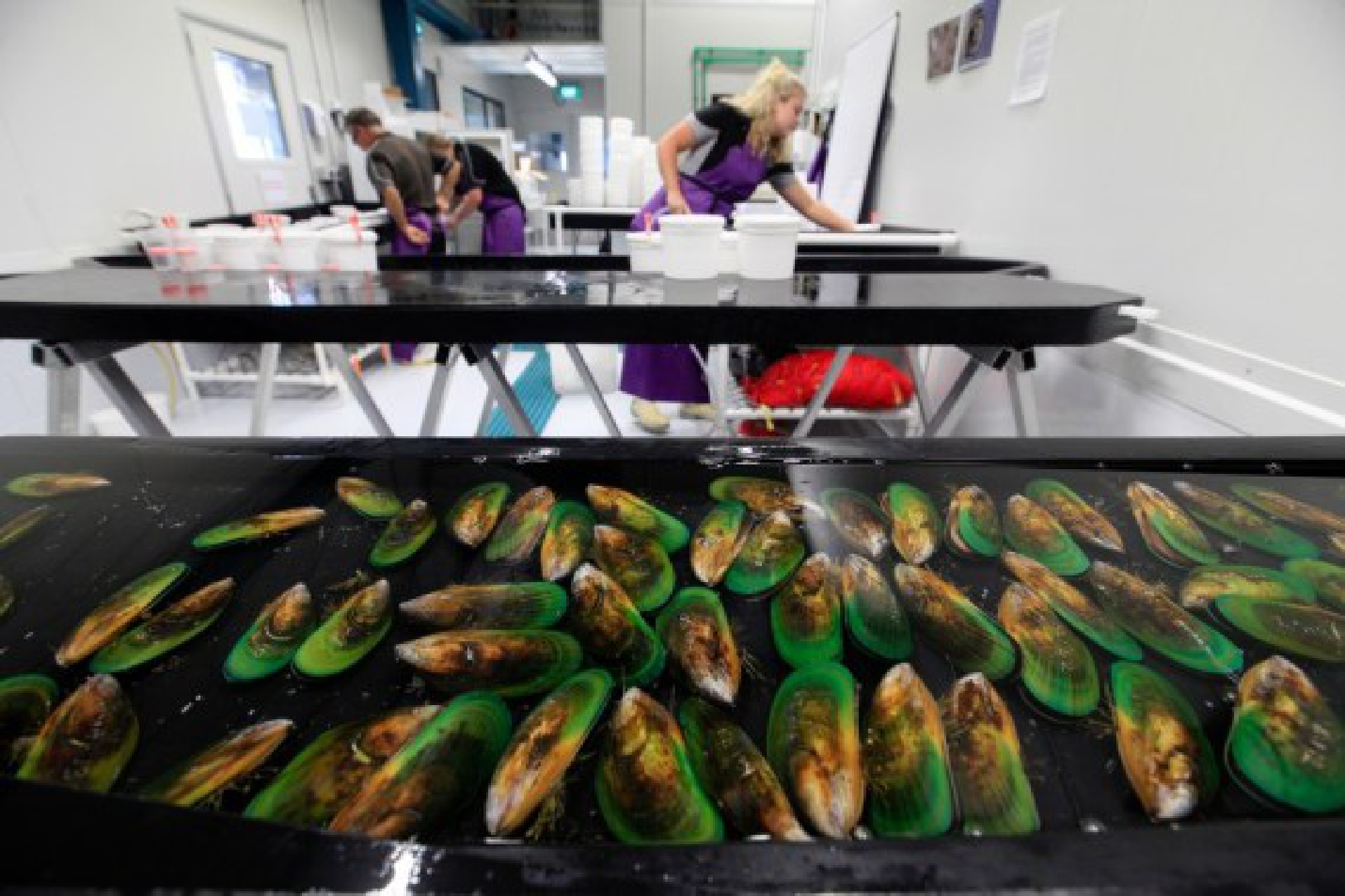 Undated photo provided by Sanford, a fishing company of New Zealand, shows staff members helping mussels spawn at SPATnz hatchery near Nelson, New Zealand. 