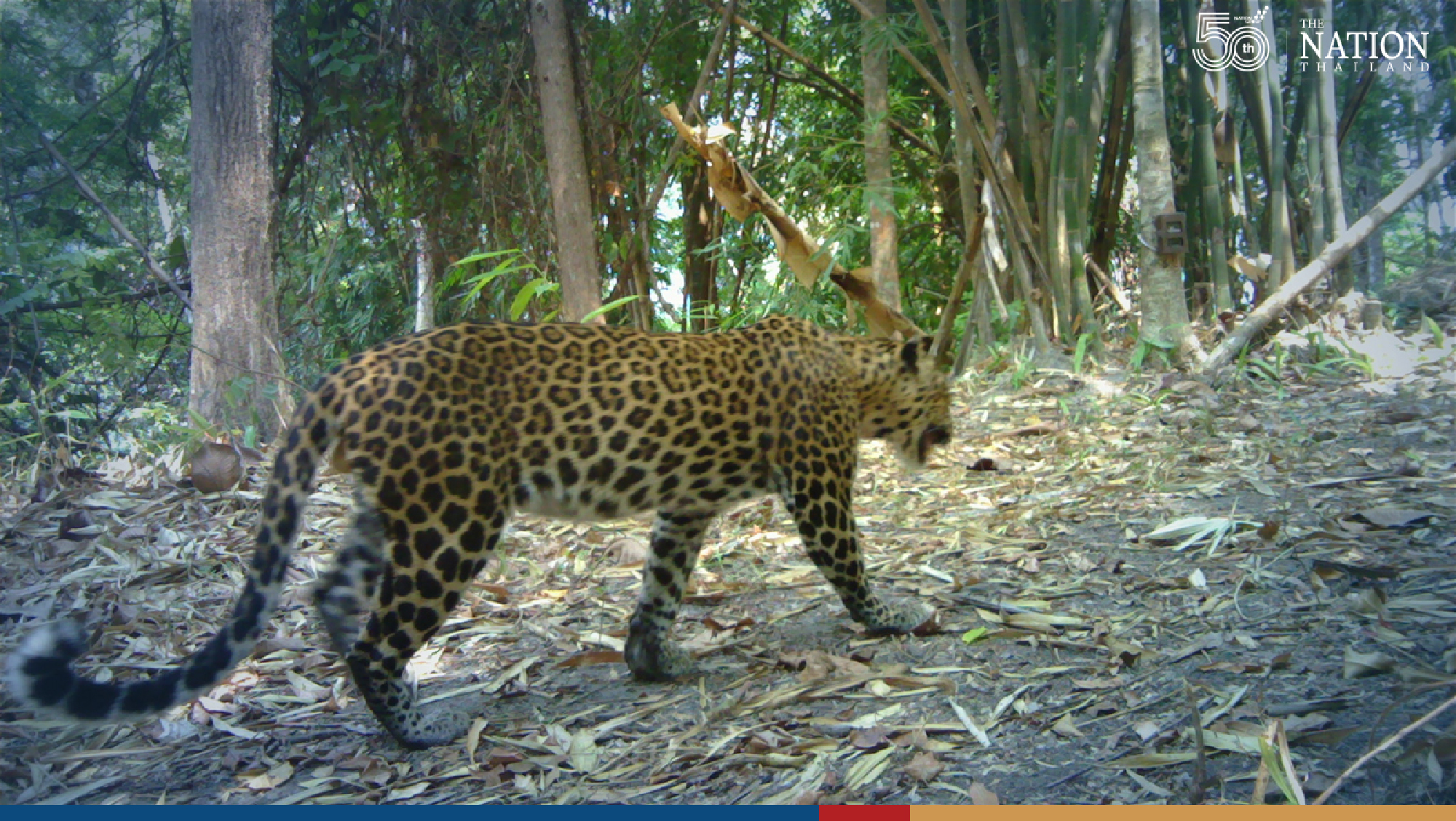 Camera traps prove national parks in west of Thailand thriving
