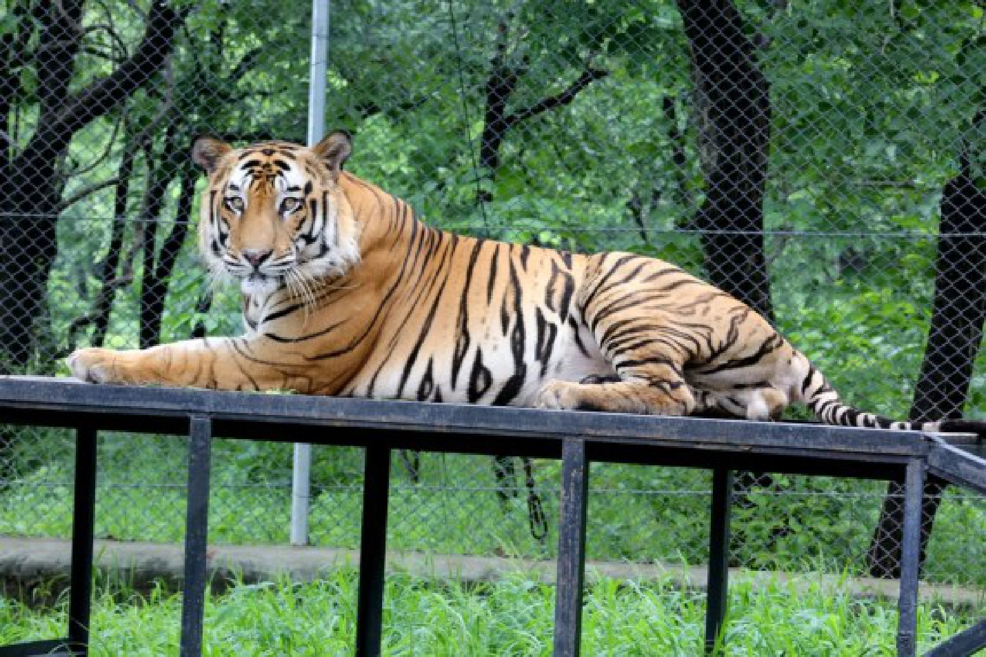 A Royal Bengal tiger is seen at the Van Vihar National Park in Bhopal, the capital city of India's Madhya Pradesh state,