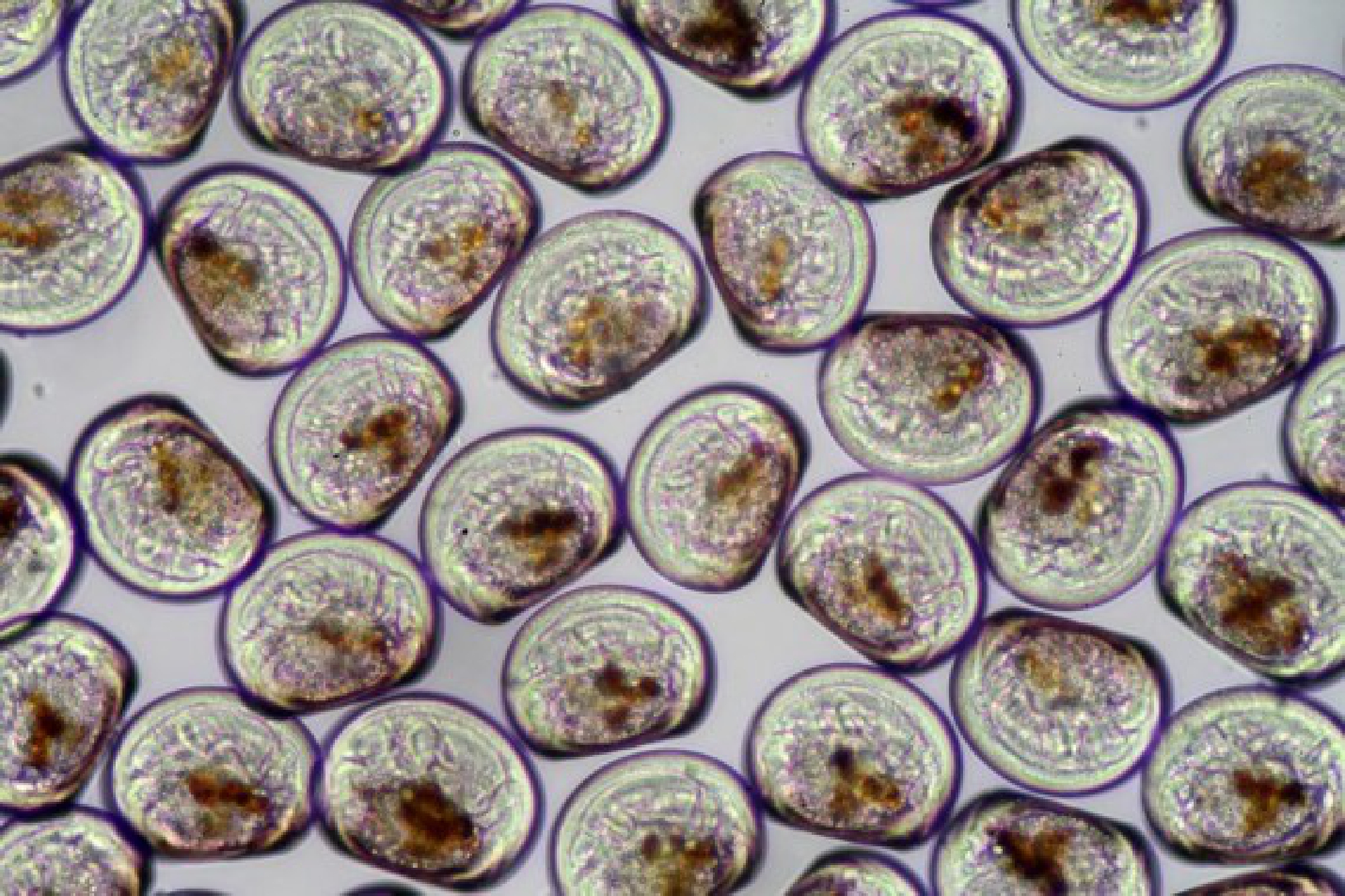 Undated photo provided by Sanford, a fishing company of New Zealand, shows the swimming baby mussels sized around 0.1 mm (called larvae) under microscope. 