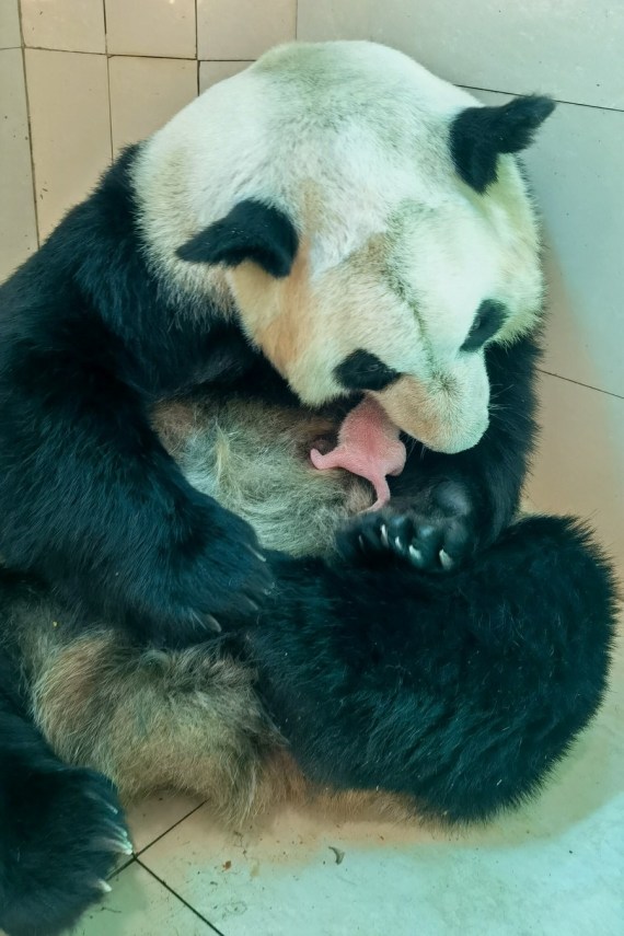 Giant Panda "Su Shan" looks after the first cub of her newborn twins at Shenshuping base of China Conservation and Research Center for the Giant Panda in Wolong National Nature Reserve, southwest China's Sichuan Province, July 17, 2021.