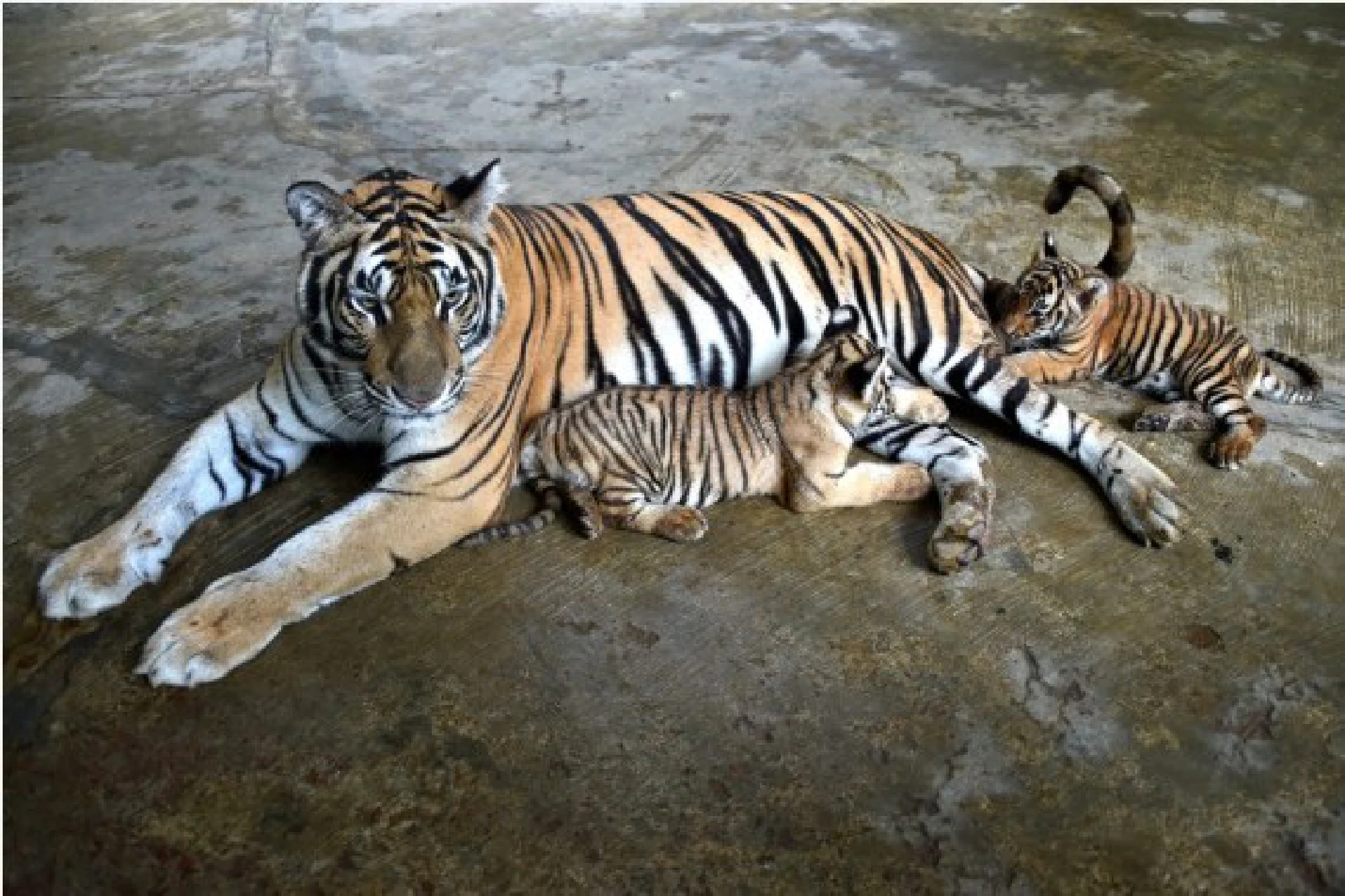Two Royal Bengal Tiger cubs are seen with their mother in Bangladesh's National Zoo in Dhaka, Bangladesh, Aug. 17, 2021.