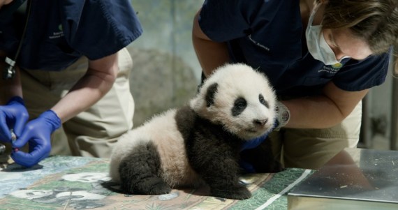 Photo taken in November 2020 shows the giant panda cub "Xiao Qi Ji" at Smithsonian's National Zoo in Washington, D.C., the United States.