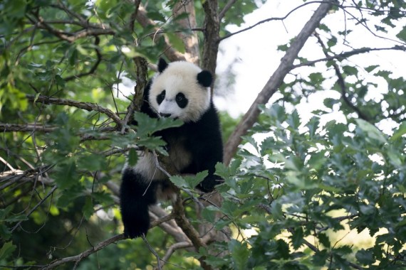 Photo taken on May 20, 2021 shows the giant panda cub "Xiao Qi Ji" during a media preview at Smithsonian's National Zoo in Washington, D.C., the United States. 