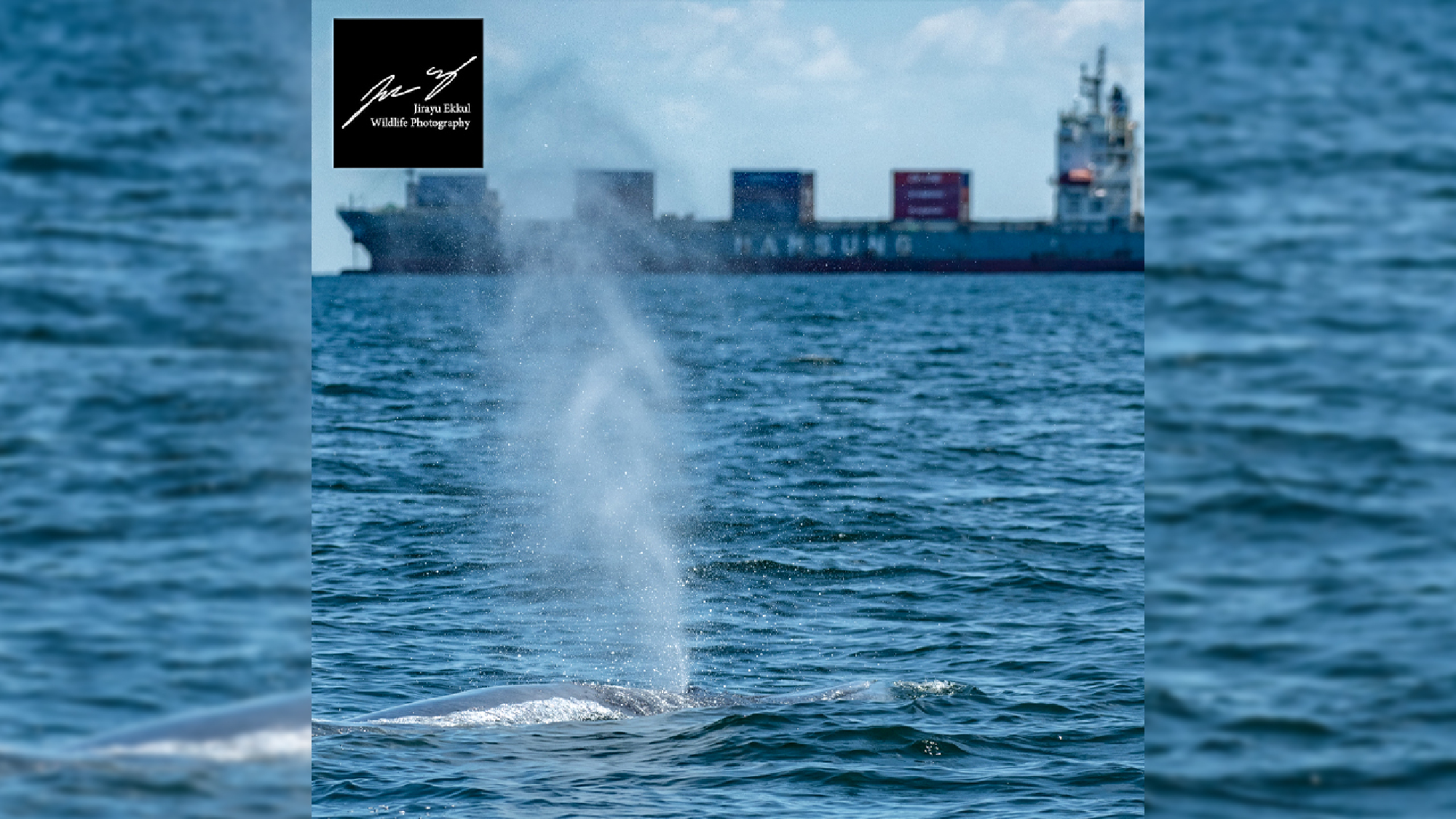 Photo Credit: Jirayu Ekkul Wildlife Photography