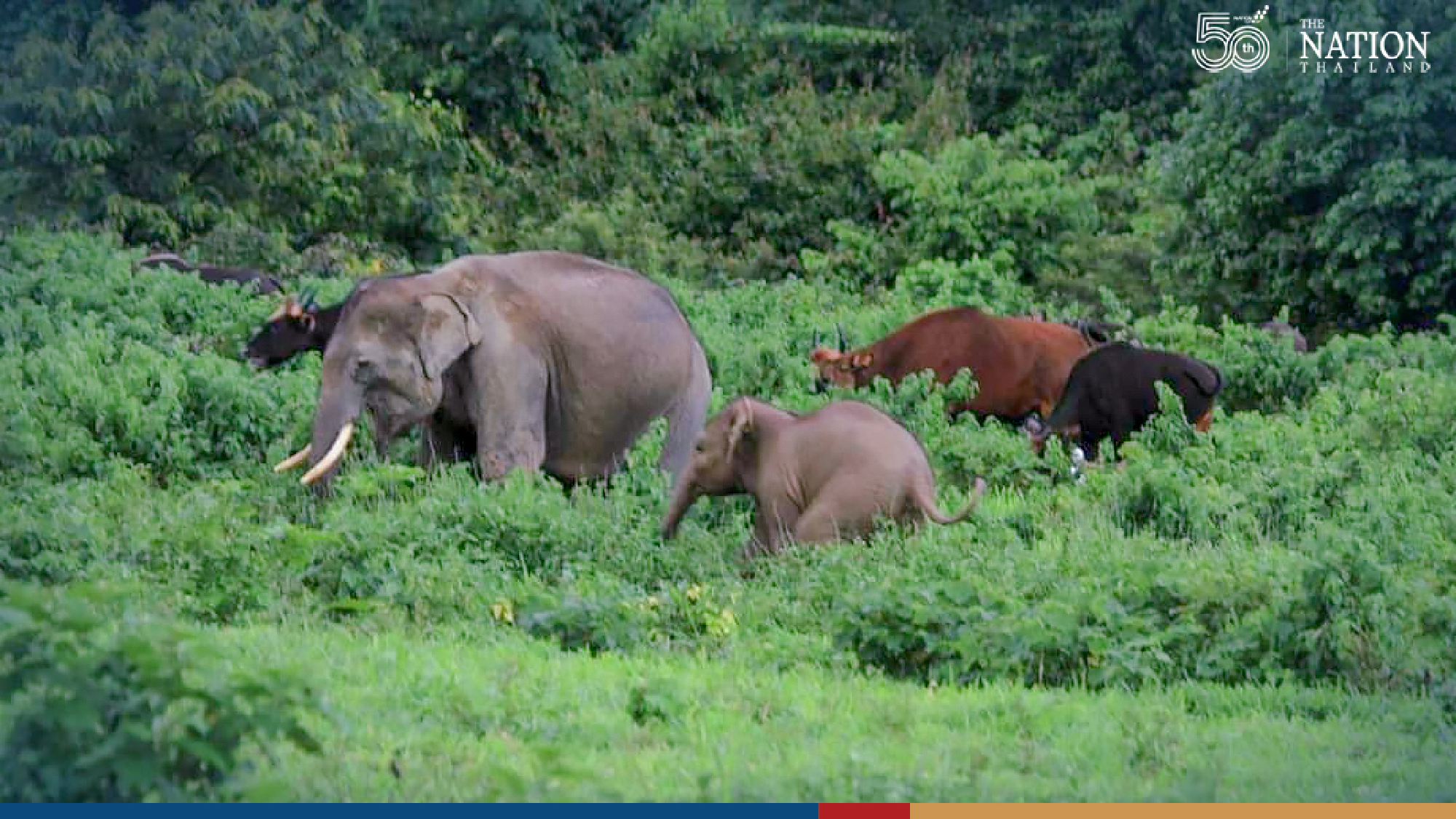 Without human intruders, animals have cosy time in national park