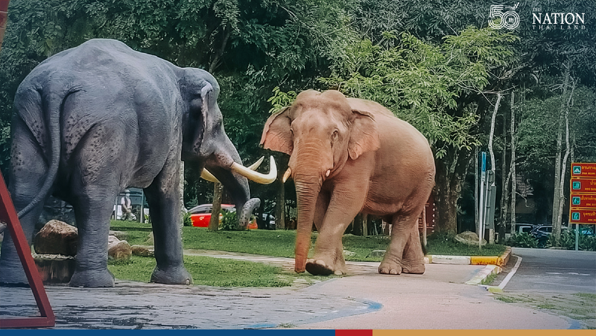 A one-sided battle of elephants