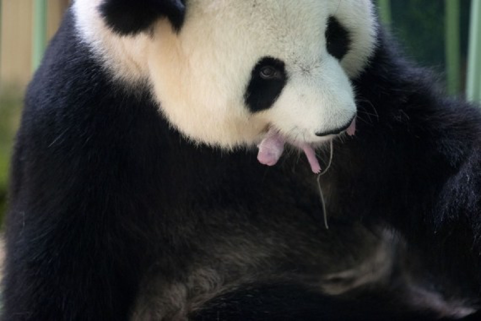 Huan Huan, a giant panda, is seen with one of its newly born twin cubs at the Beauval Zoo in Saint-Aignan, central France, Aug. 2, 2021.