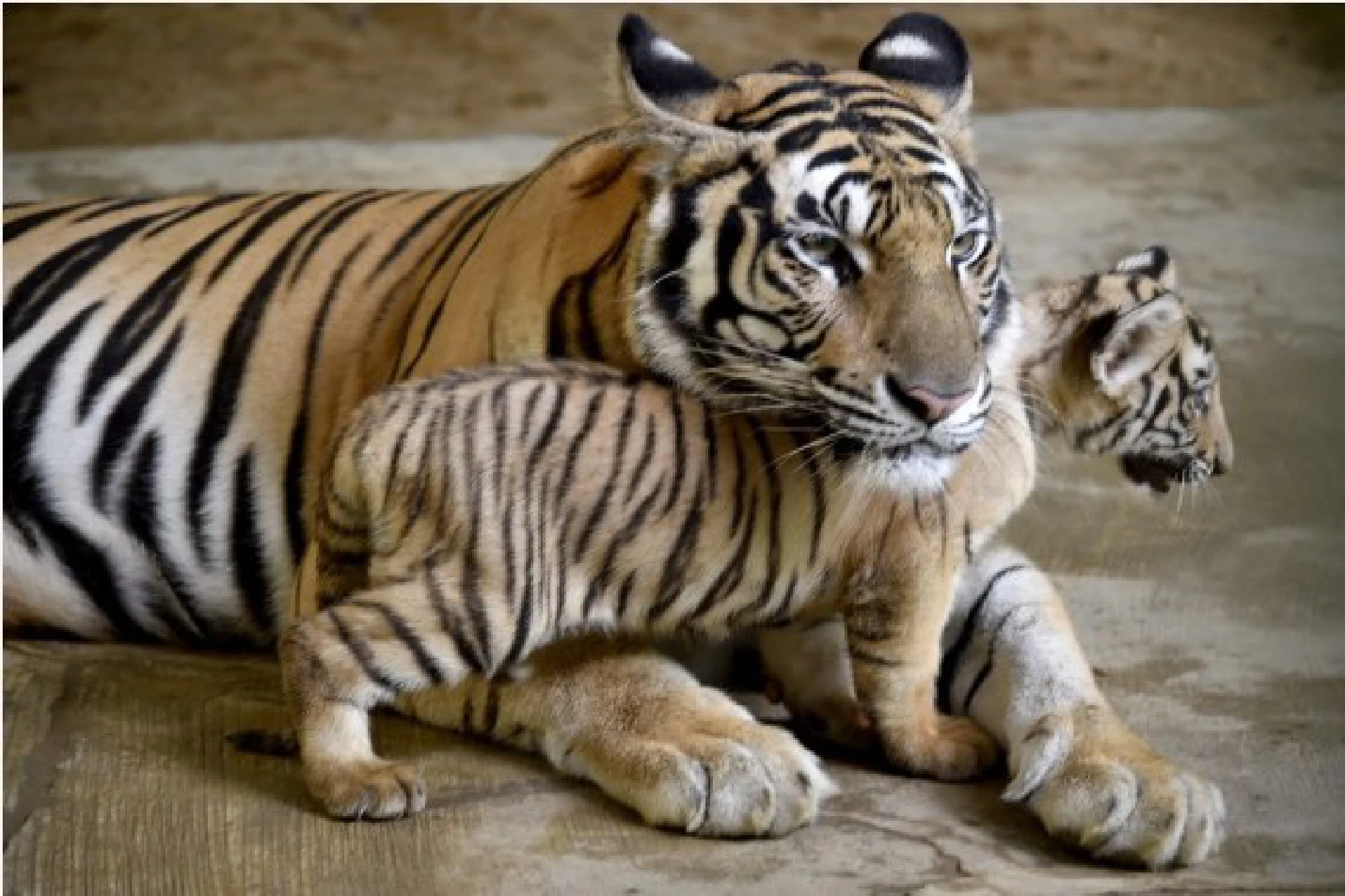 A Royal Bengal Tiger cub is seen with its mother in Bangladesh's National Zoo in Dhaka, Bangladesh, Aug. 17, 2021. 