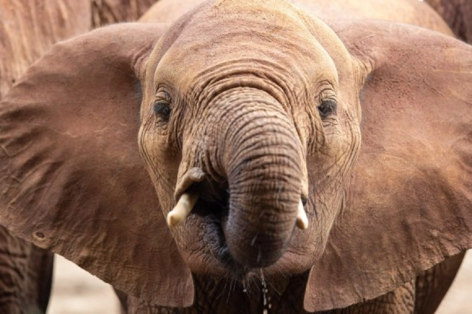 An elephant drinks water at the Tsavo National Park in Kenya, Nov. 29, 2018. 