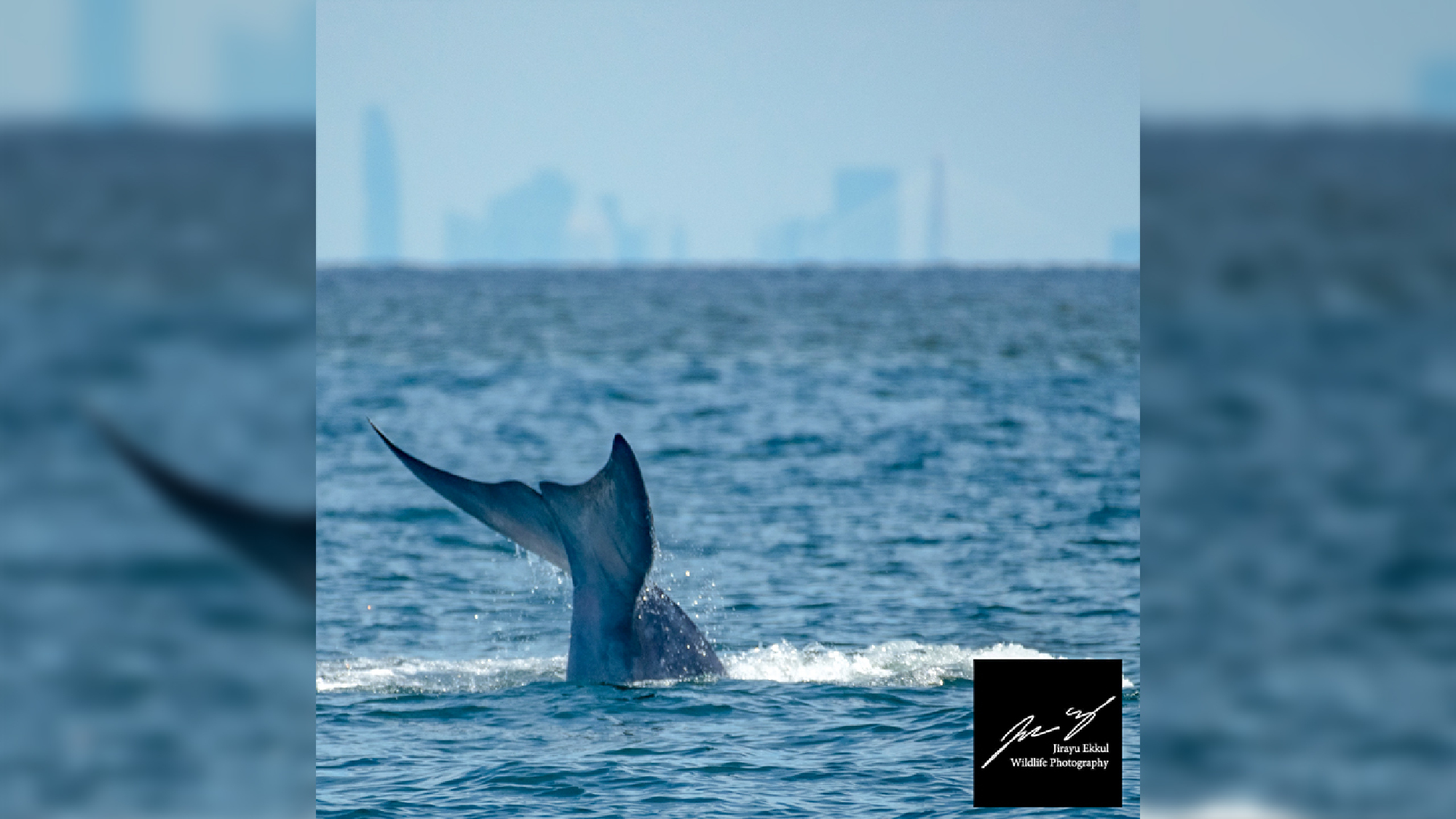 Photo Credit: Jirayu Ekkul Wildlife Photography