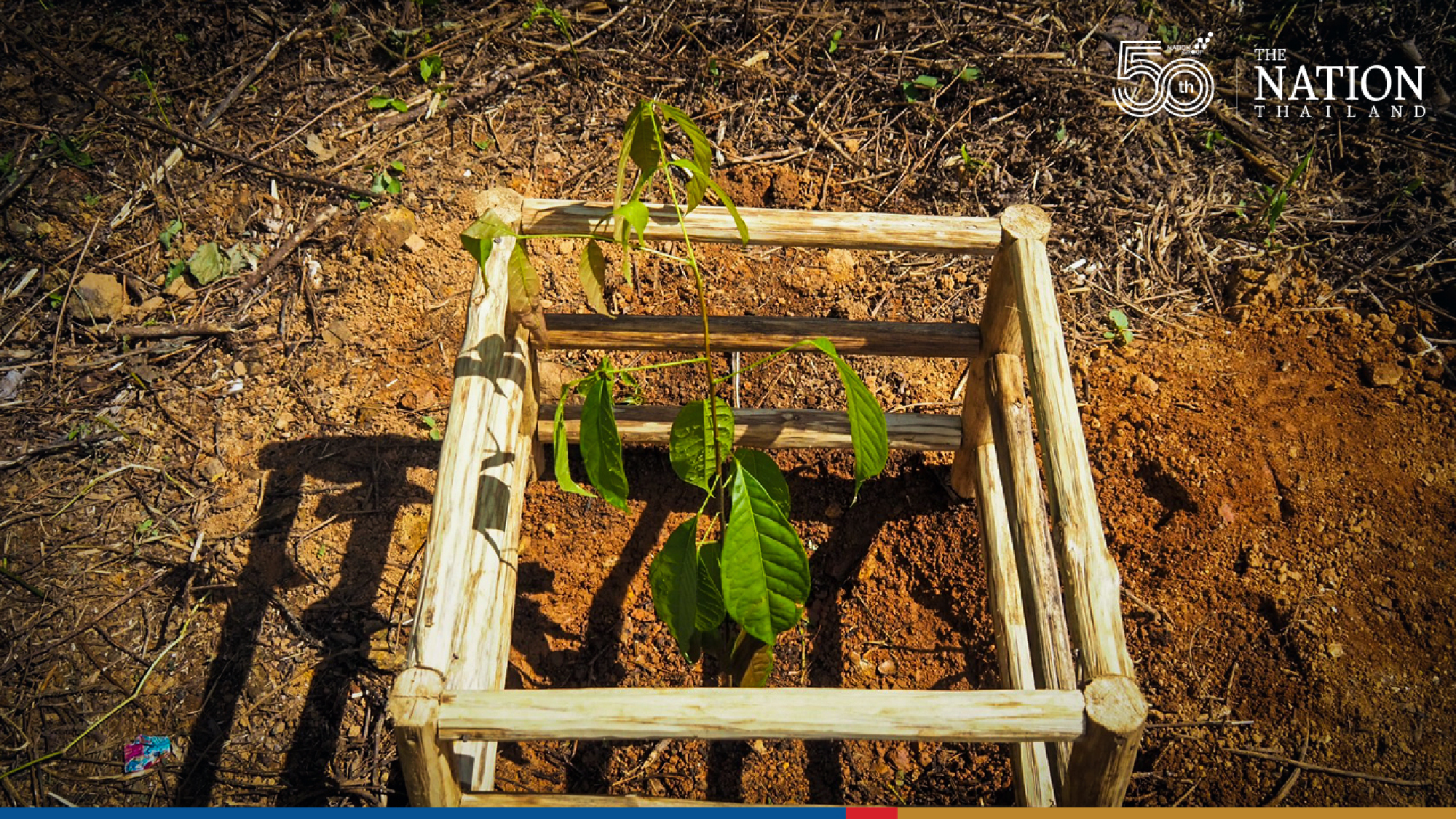 Narathiwat raises forest of love for Queen Mother’s birthday