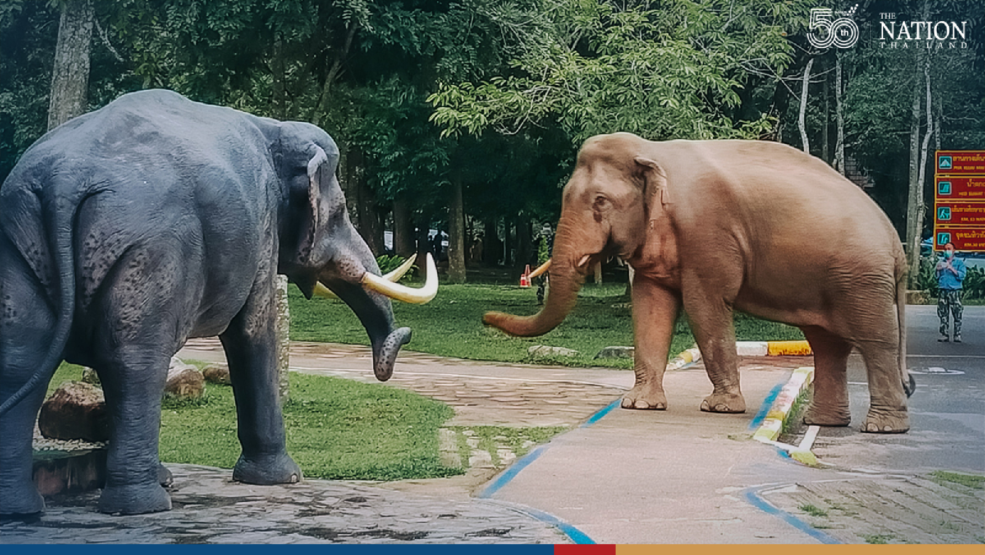 A one-sided battle of elephants