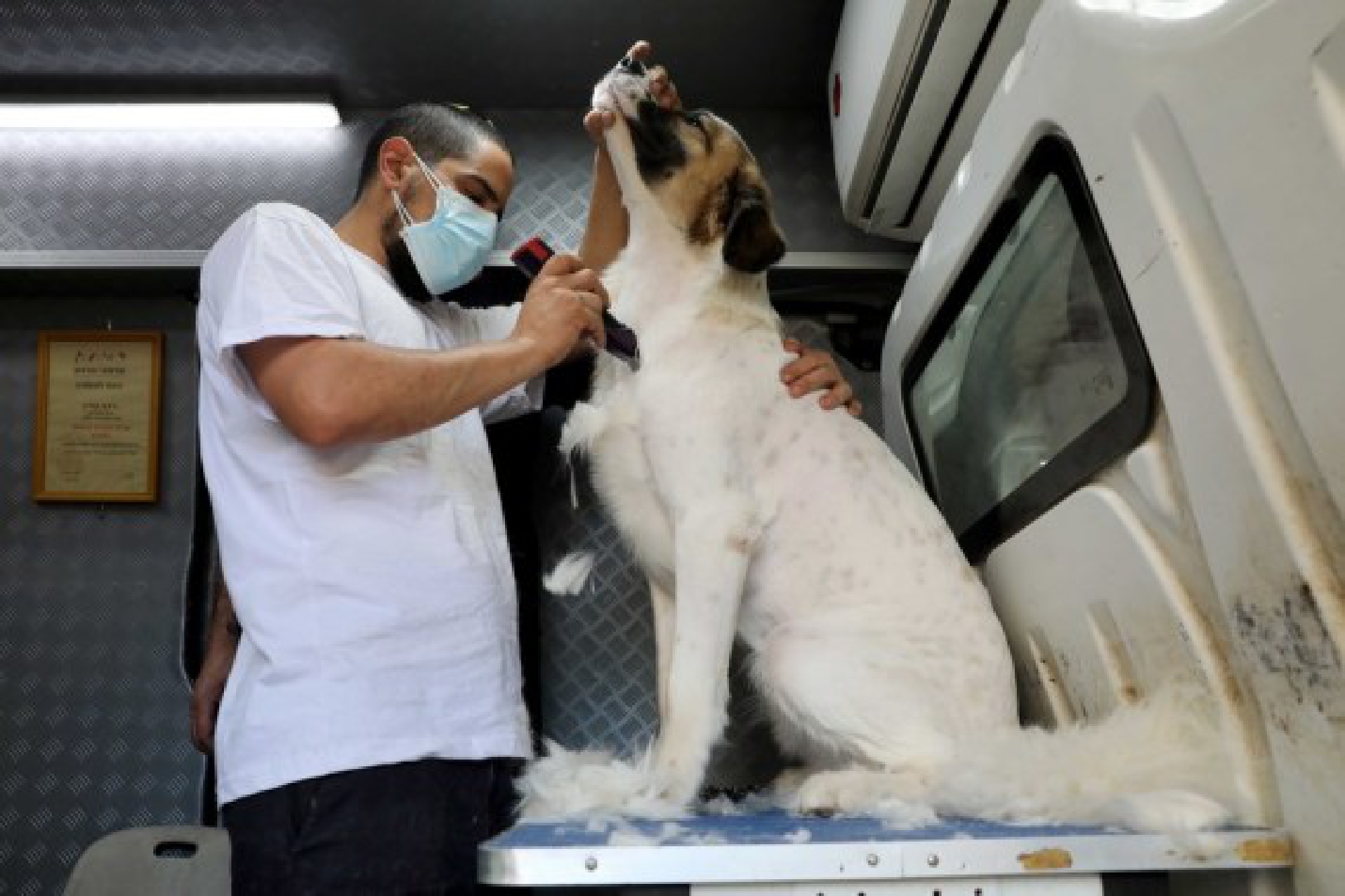 A dog barber trims the hair of  a pet dog in his mobile barber shop in central Israeli city of Modiin, Aug. 26, 2021. 