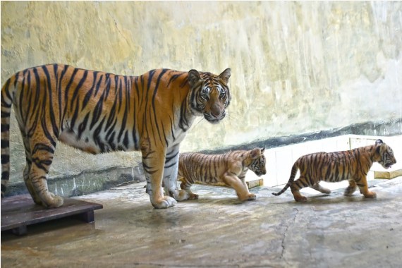 Two Royal Bengal Tiger cubs are seen with their mother in Bangladesh's National Zoo in Dhaka, Bangladesh, Aug. 17, 2021.