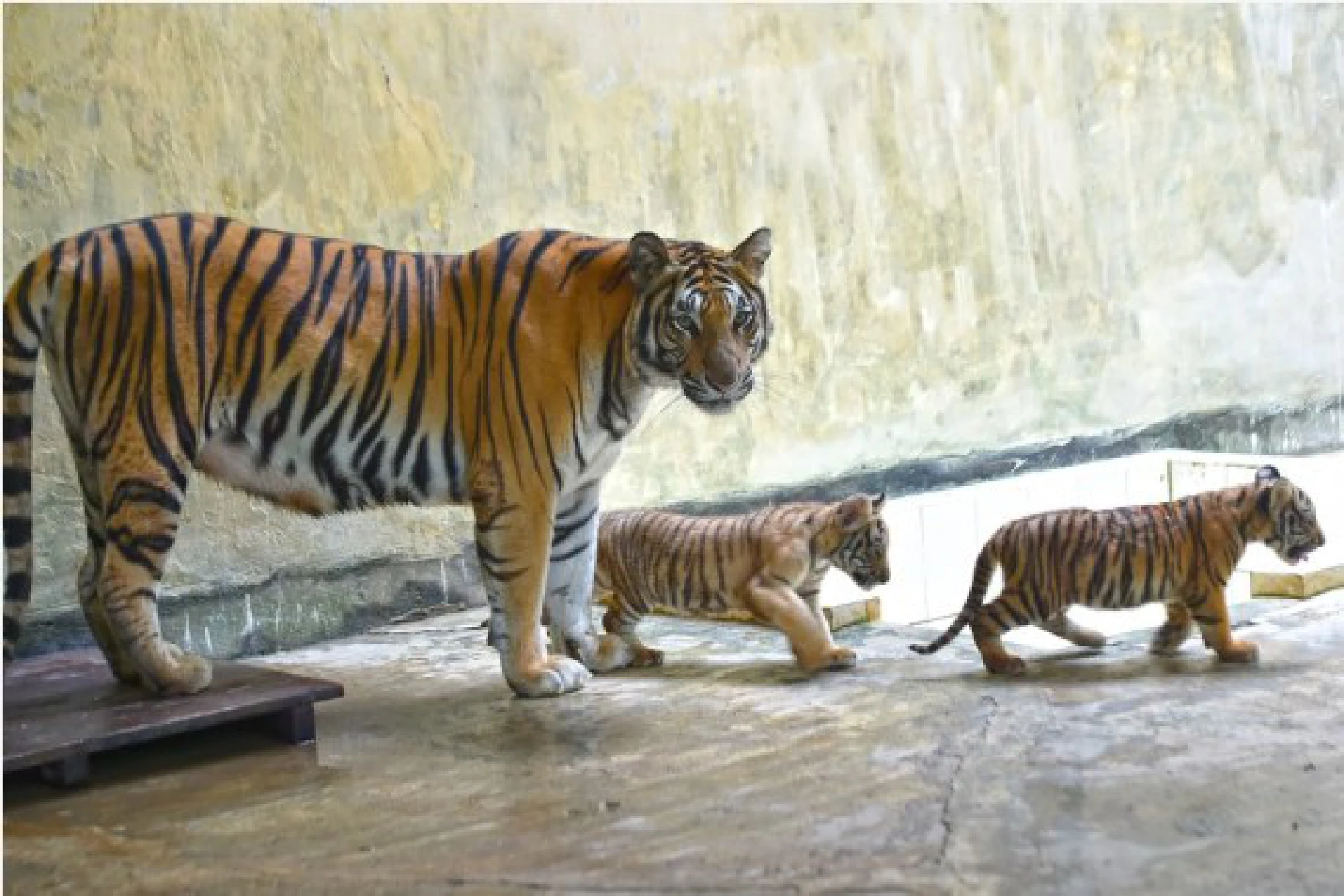 Two Royal Bengal Tiger cubs are seen with their mother in Bangladesh's National Zoo in Dhaka, Bangladesh, Aug. 17, 2021.