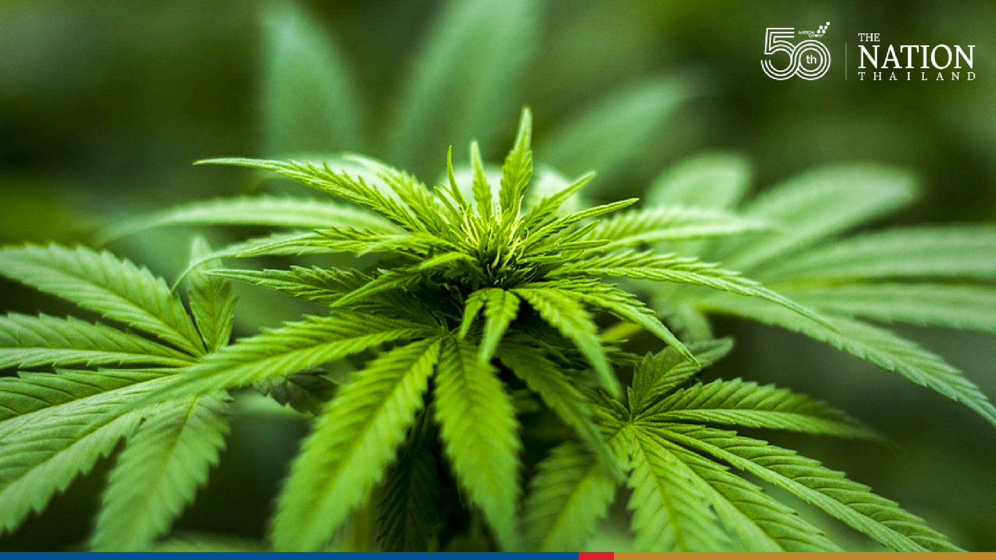 ALRO to push farmers to grow herbs with export potential in the EEC