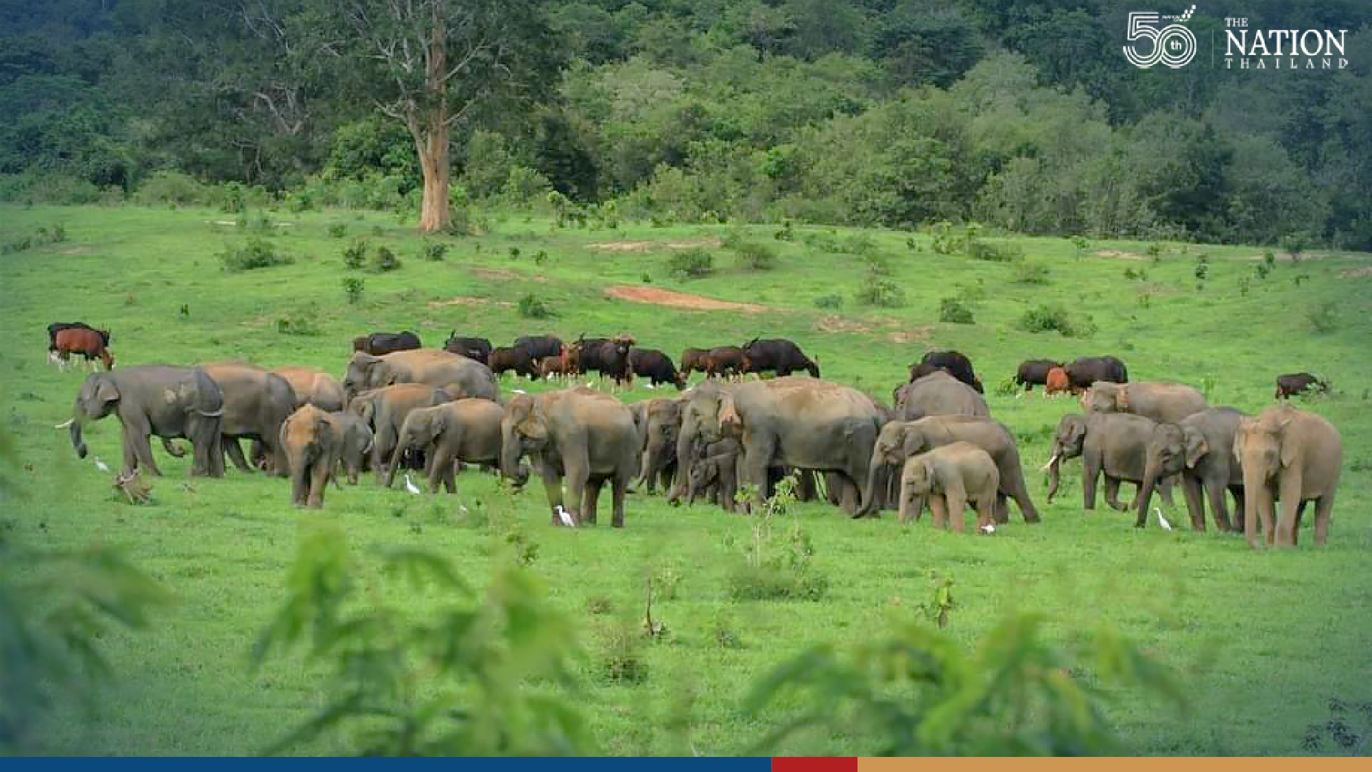 Without human intruders, animals have cosy time in national park