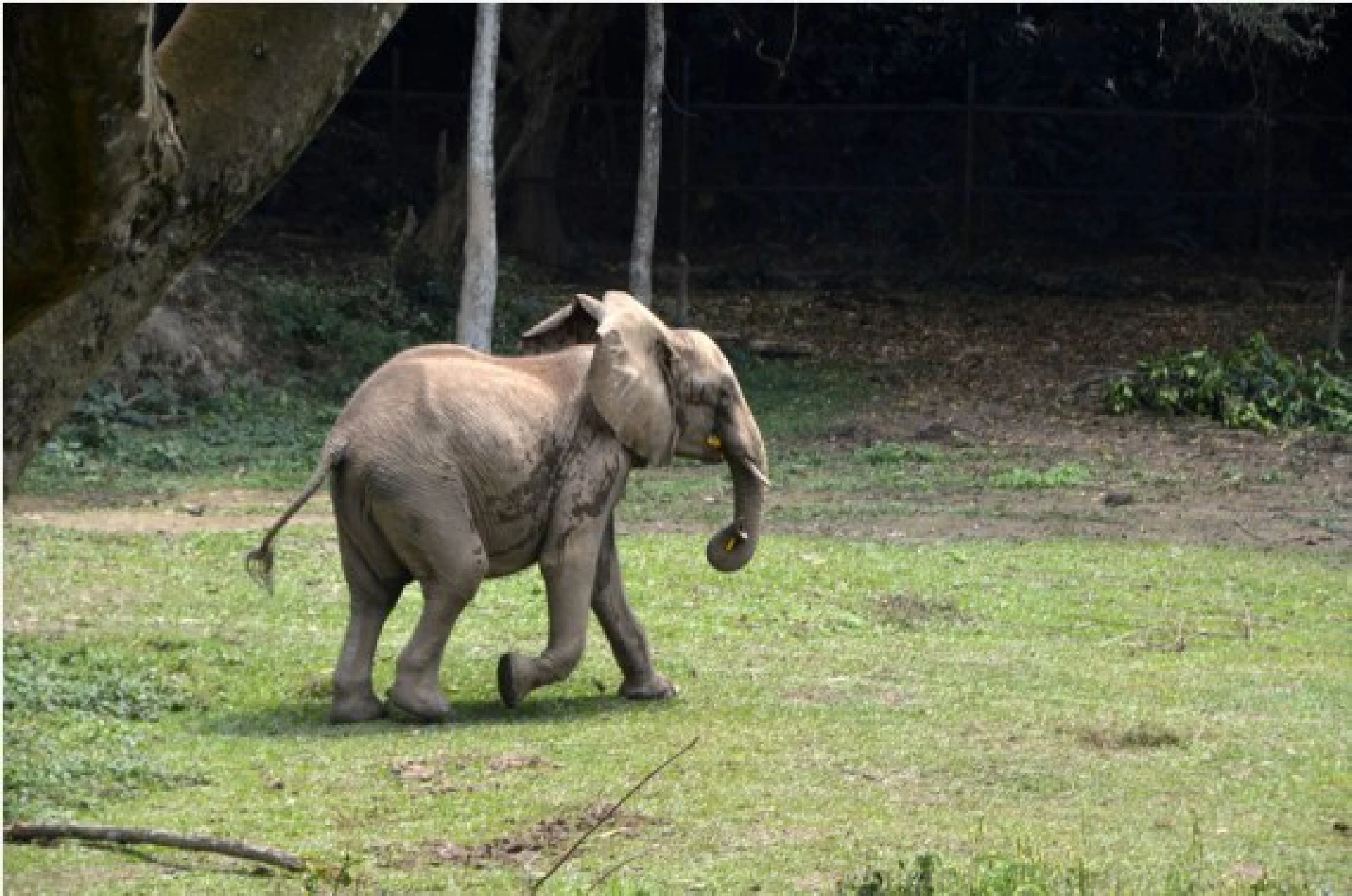  An elephant roams at a free-ranging area ahead of an activity to mark World Elephant Day at Uganda Wildlife Education Conservation Center (UWEC) in Entebbe, Uganda, Aug. 10, 2021.