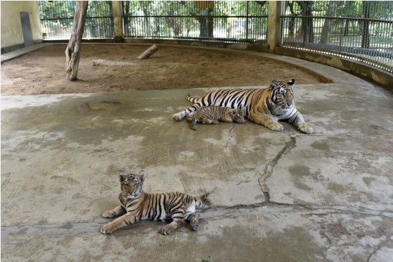 Two Royal Bengal Tiger cubs are seen with their mother in Bangladesh's National Zoo in Dhaka, Bangladesh, Aug. 17, 2021.