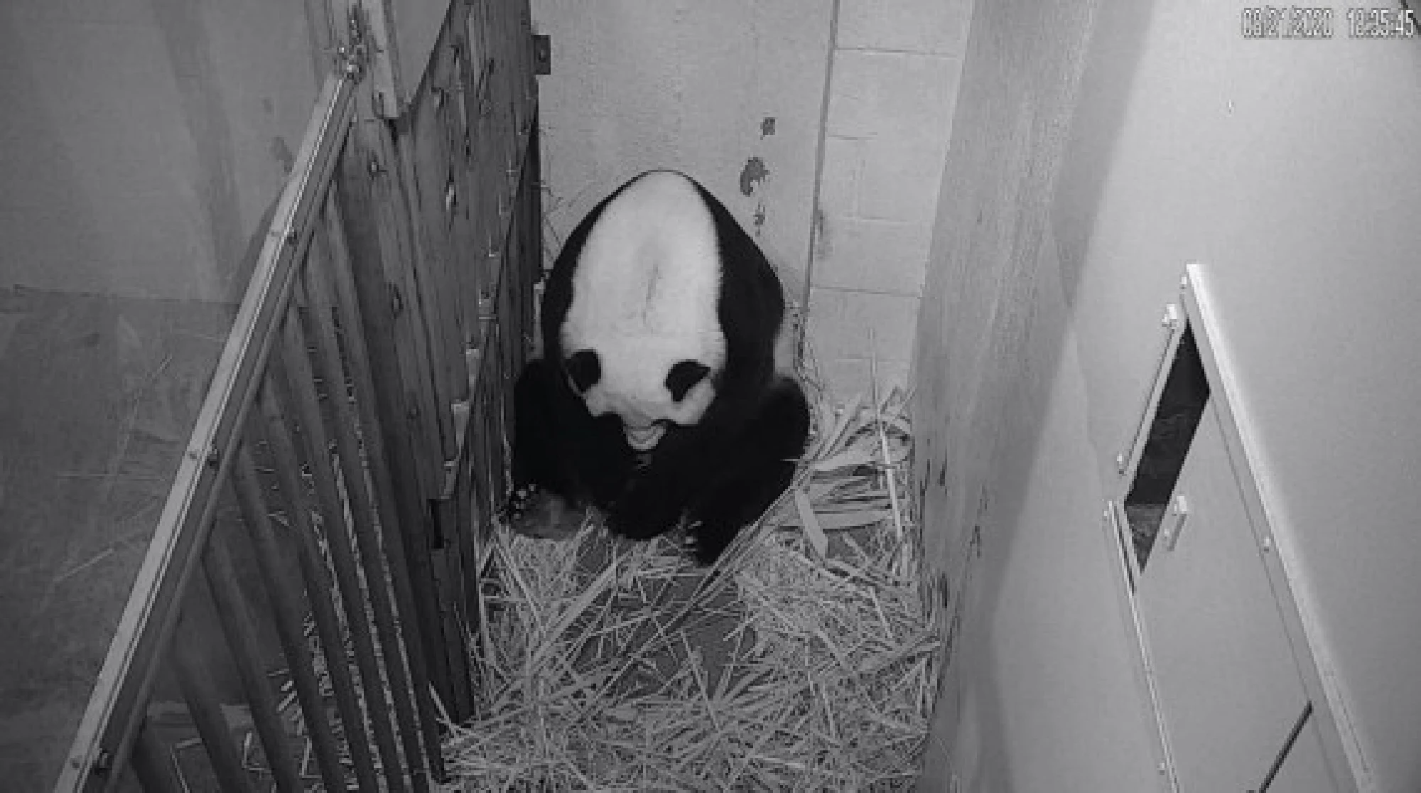 Giant panda Mei Xiang is seen in a frame grab from a video feed at Smithsonian's National Zoo in Washington, D.C., the United States, Aug. 21, 2020. 