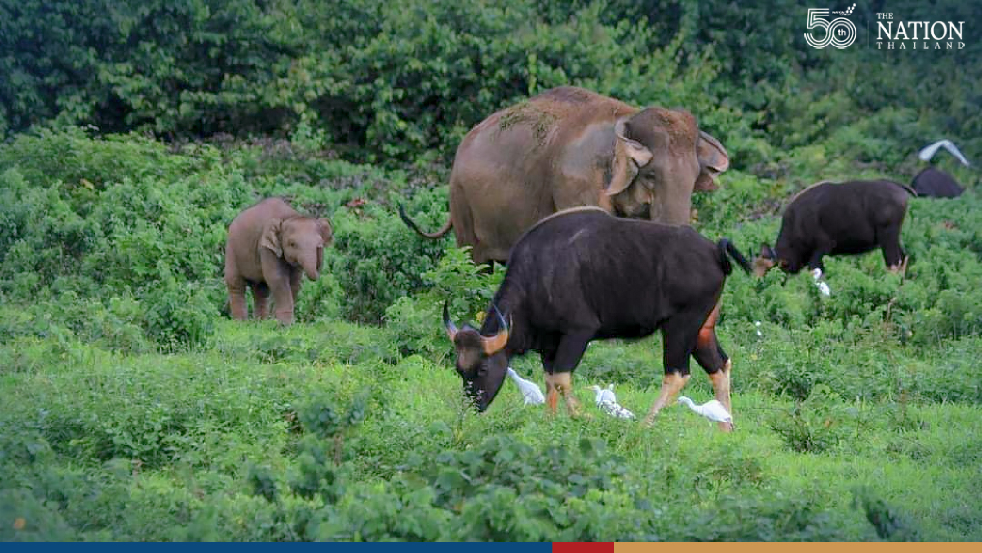 Without human intruders, animals have cosy time in national park