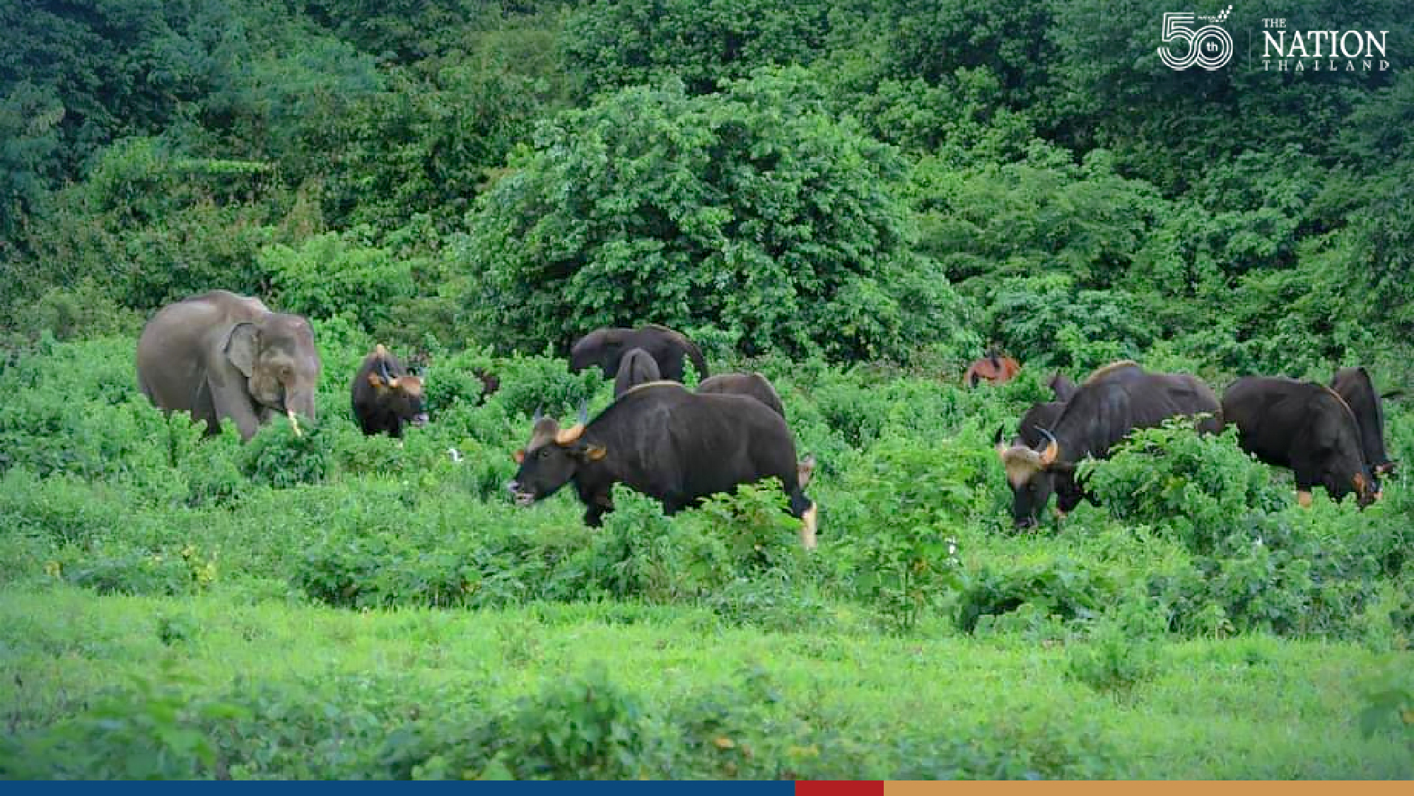 Without human intruders, animals have cosy time in national park