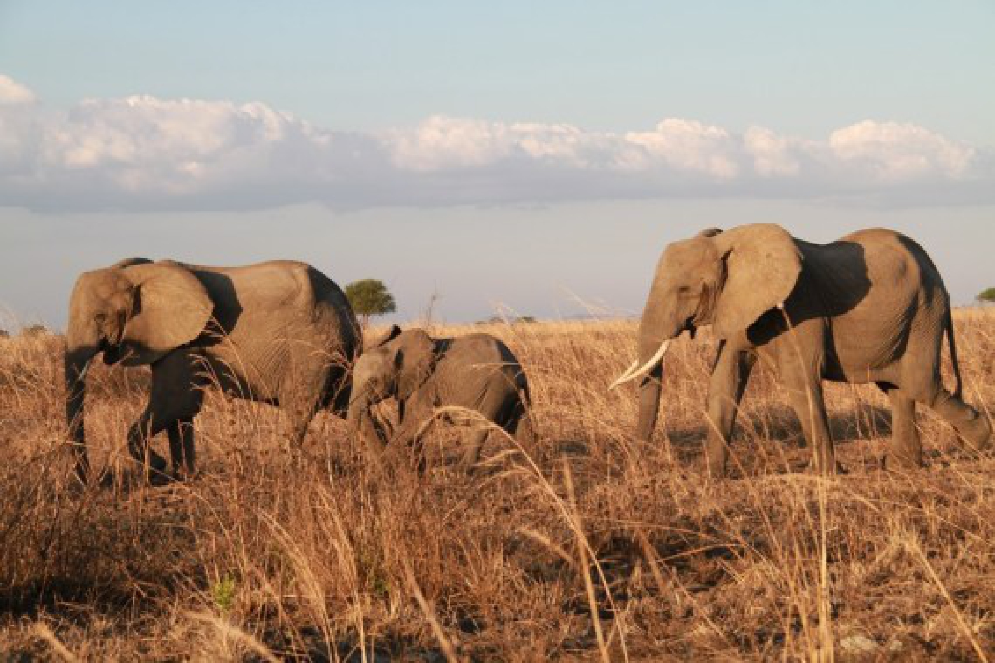 File photo taken on November 14, 2017 shows elephants at Mikumi National Park near Morogoro, Tanzania.