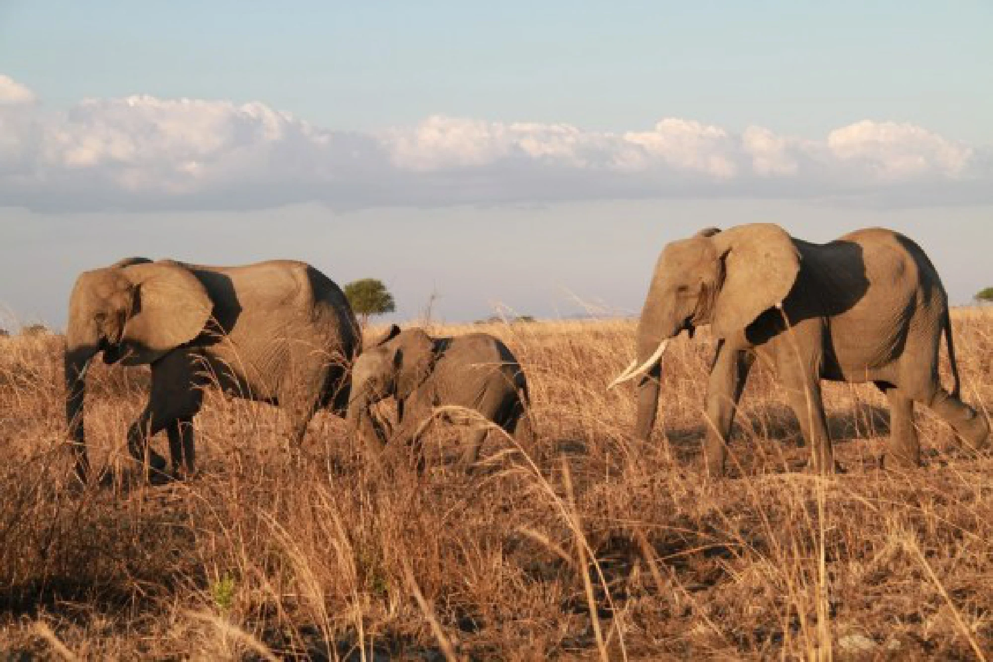 File photo taken on November 14, 2017 shows elephants at Mikumi National Park near Morogoro, Tanzania.