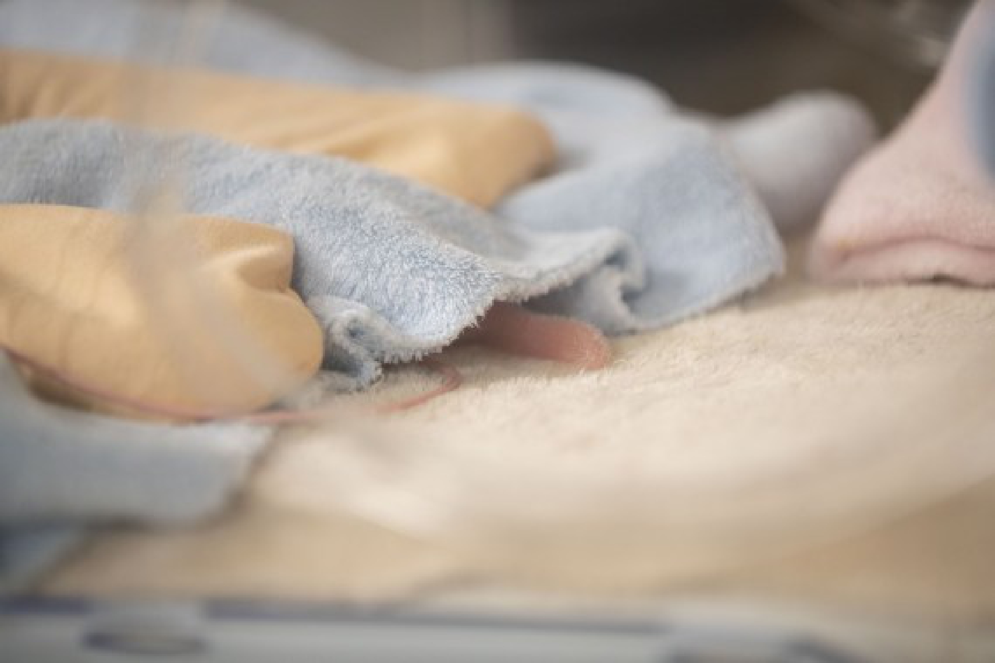 Part of a newly born giant panda cub is seen under a blanket at the Beauval Zoo in Saint-Aignan, central France, Aug. 2, 2021.