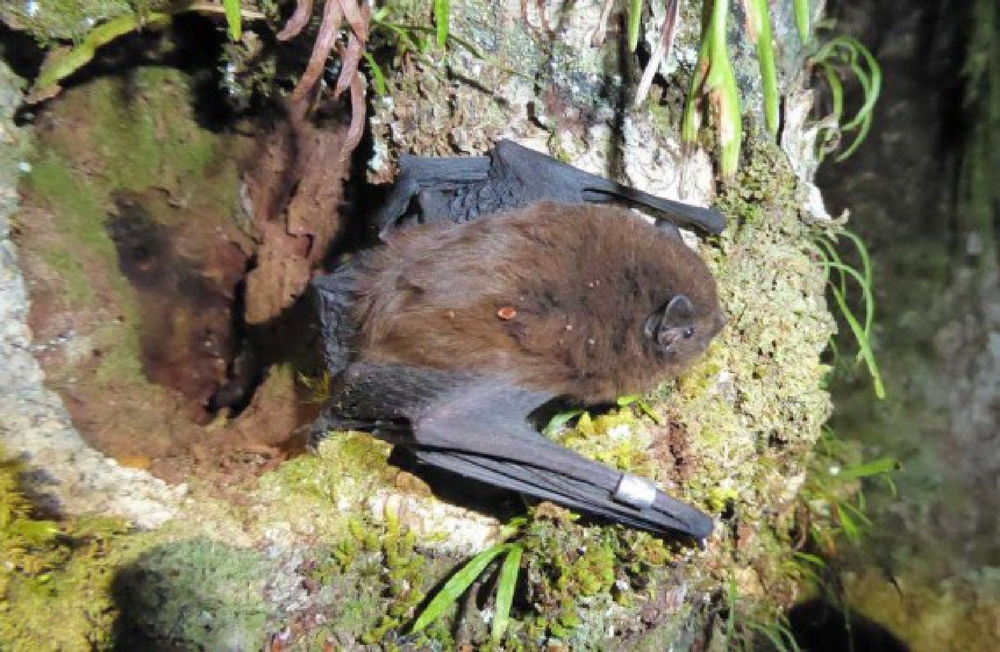 Photo shows pekapeka, endangered long-tail bat, in New Zealand.