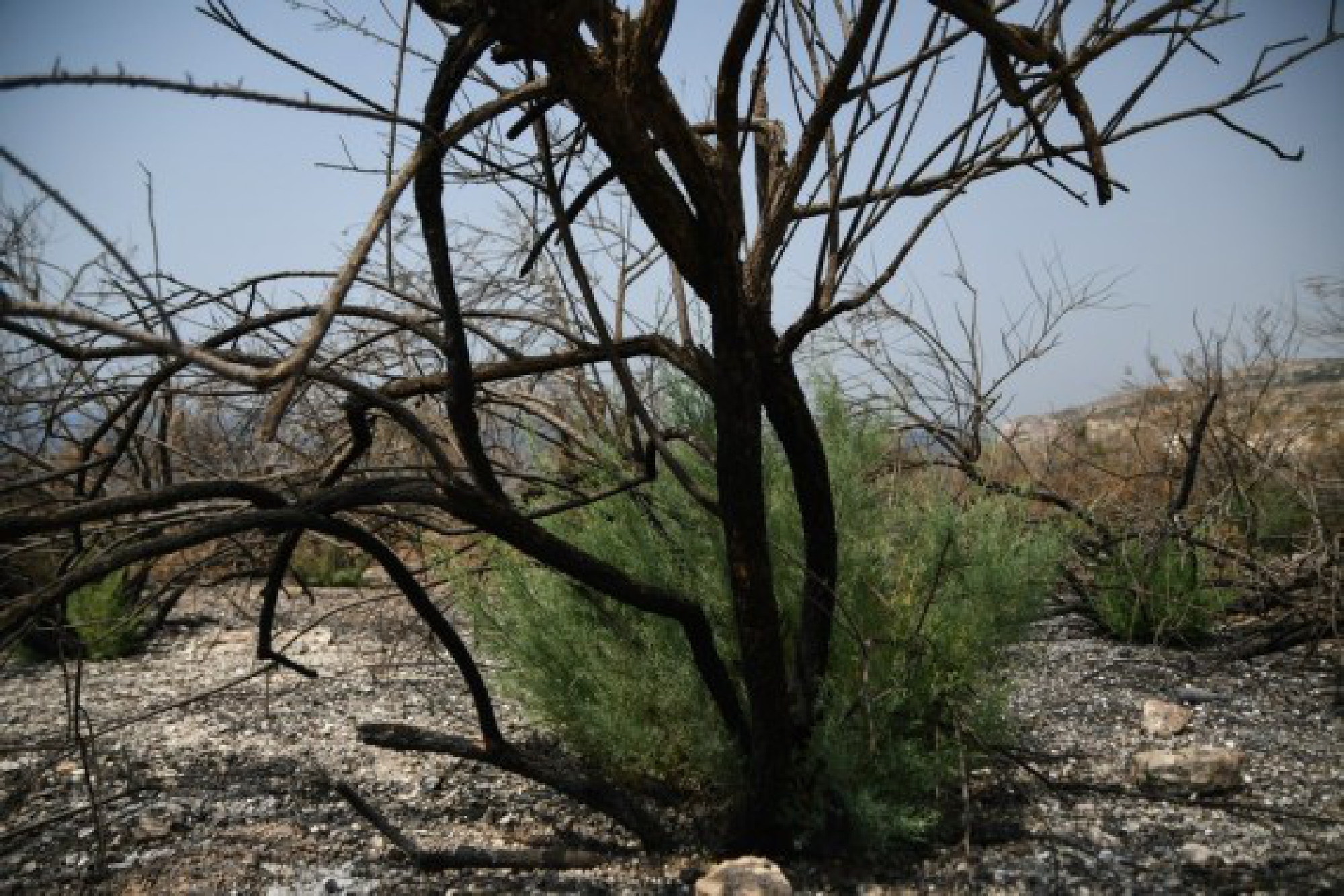 Photo taken on Aug. 12, 2021 shows burned bushes after a wildfire caused by high temperature in Siggiewi, Malta. 