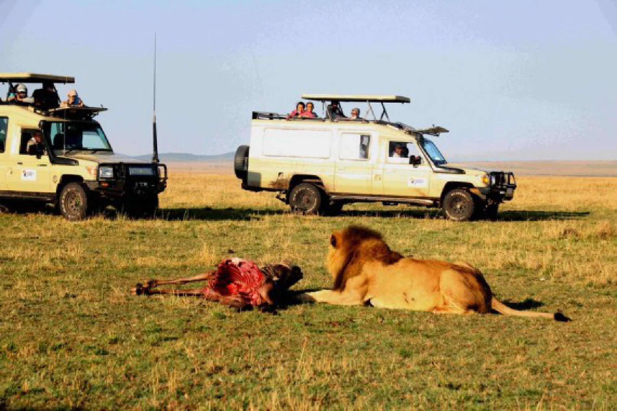 Tourists look on a lion as it enjoys its early morning wildebeest in Maasai Mara National Reserve, Narok County, Kenya, Sept. 19, 2020. 