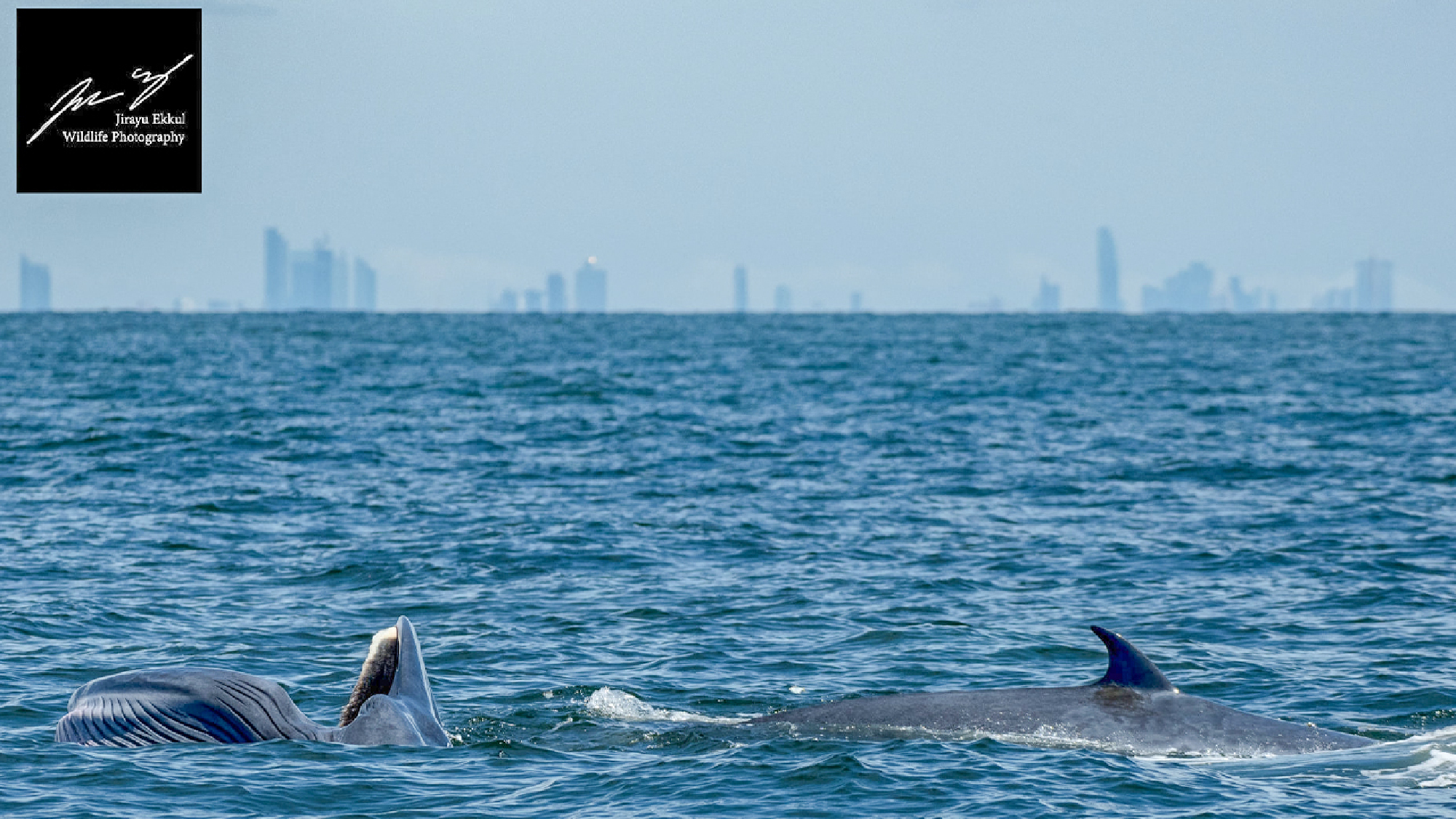 Photo Credit: Jirayu Ekkul Wildlife Photography