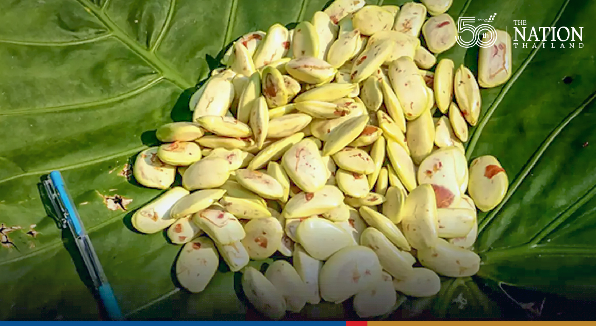 New species of tree discovered in Mae Hong Son