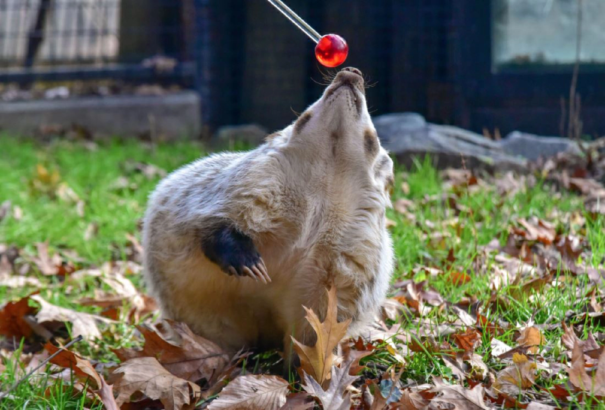 Maryland Zoo officials said Makoda, a badger shown here doing a training exercise, will get a coronavirus vaccine this fall. MUST CREDIT: Maryland Zoo