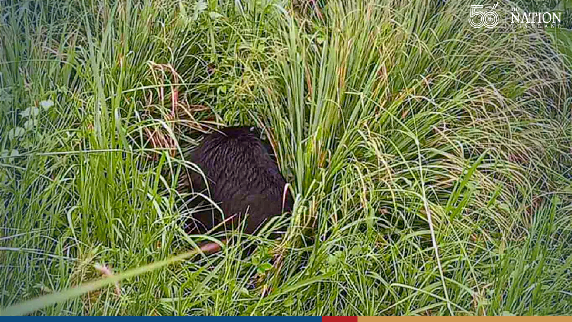 Bear with failing eyesight rescued from Sa Kaew village