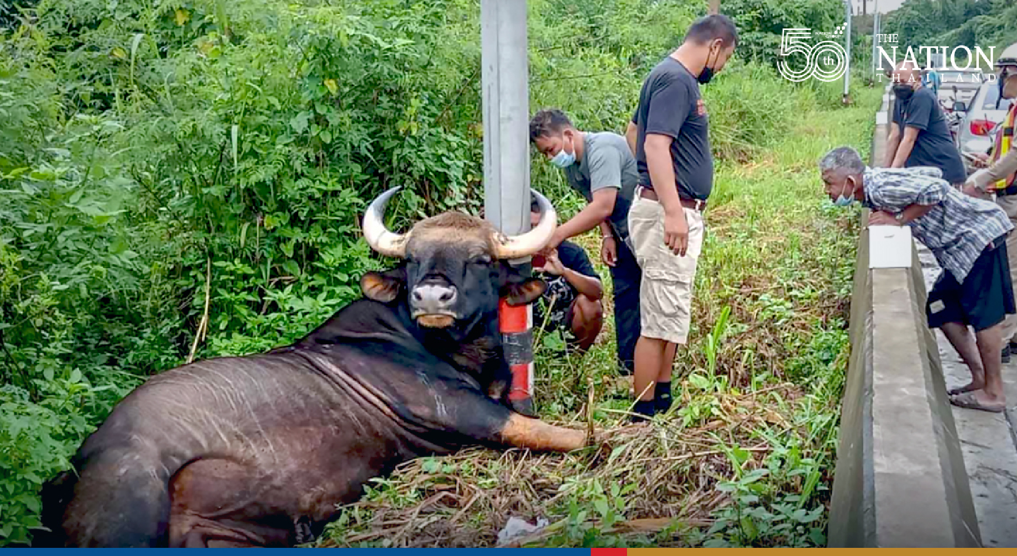 Wild bull dies in Khao Yai park, possibly from electric shock